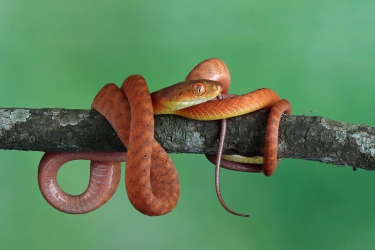 What Eats Snakes? – Complete List of Snakes’ Predators and Prey